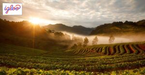 Photo of farm in Southeast Asia.