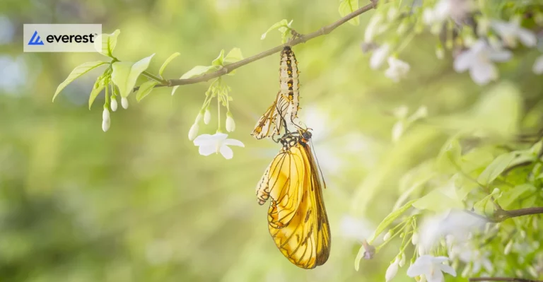 A photo of butterfly hatching from a cocoon. Everest logo in top left corner.