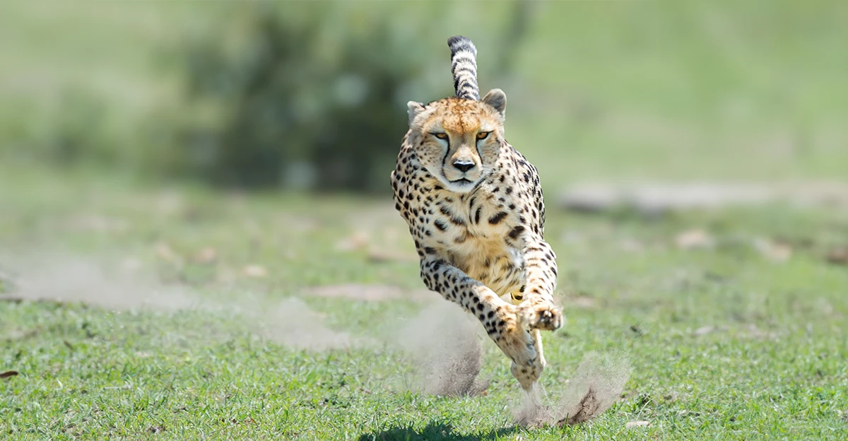 A cheetah running through a grassy field.