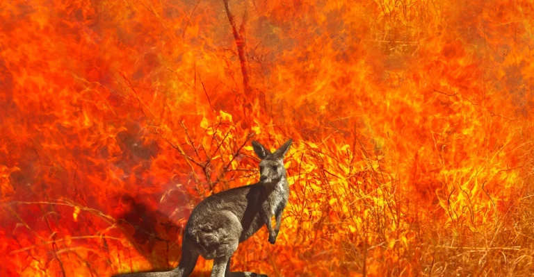 A kangaroo standing in front of a fire.