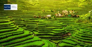 The cover of a book about rice terraces in the philippines.