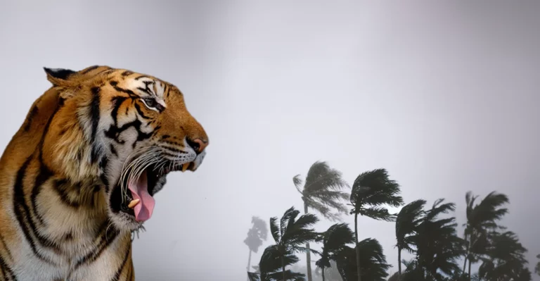 A tiger is roaring in front of palm trees.