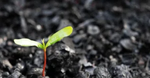 A small plant is growing out of a pile of black dirt.