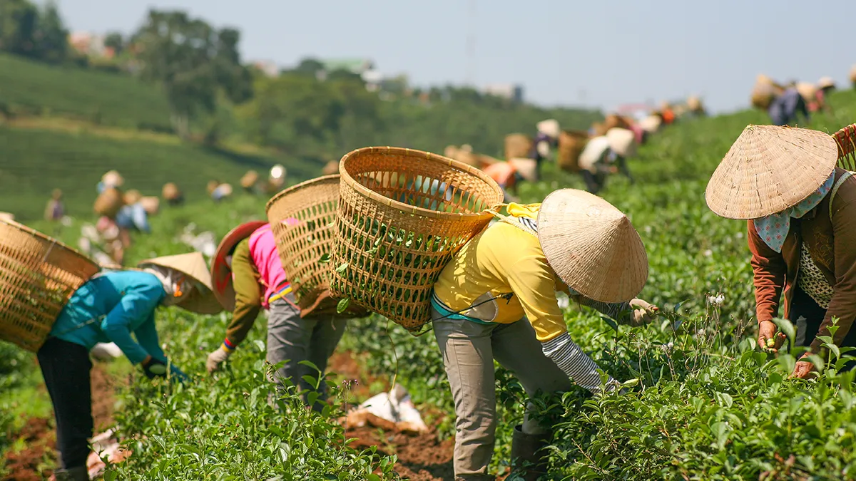 Igloo partners with ams and mobifone to expand agri product in vietnam