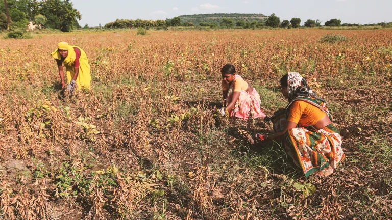 india-home-to-a-quarter-of-worlds-crop-insurance-protection-gap