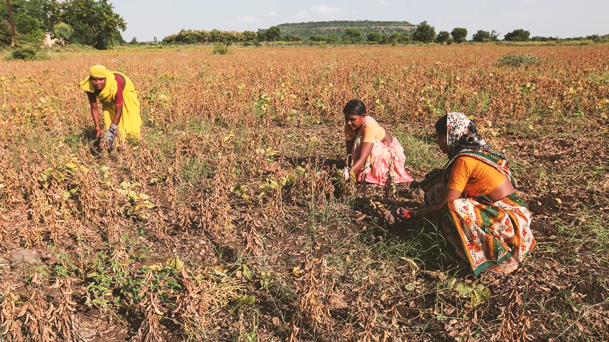 India home to a quarter of worlds crop insurance protection gap