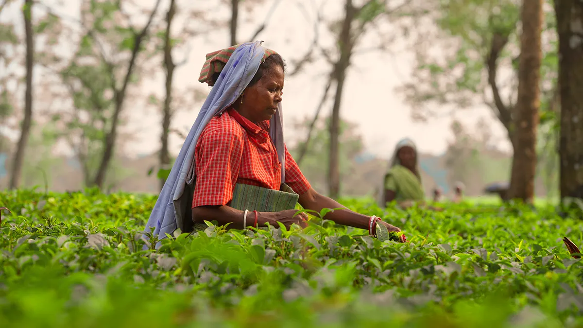 Agricultural insurance company of india launches crop insurance pilot for small tea growers
