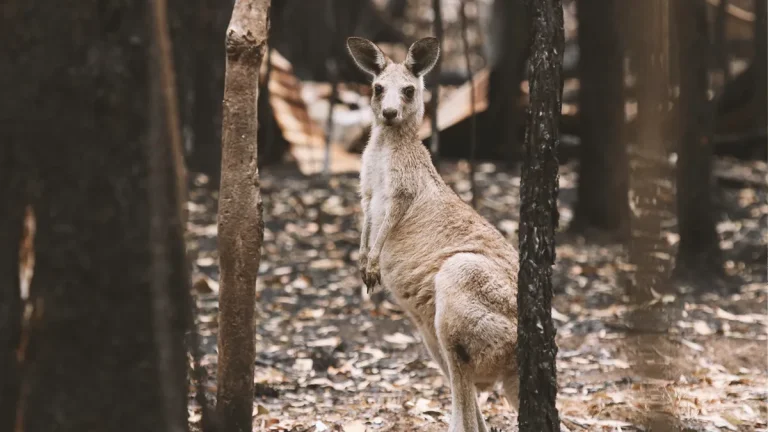 climate-change-could-force-insurers-to-pull-cover-in-australia