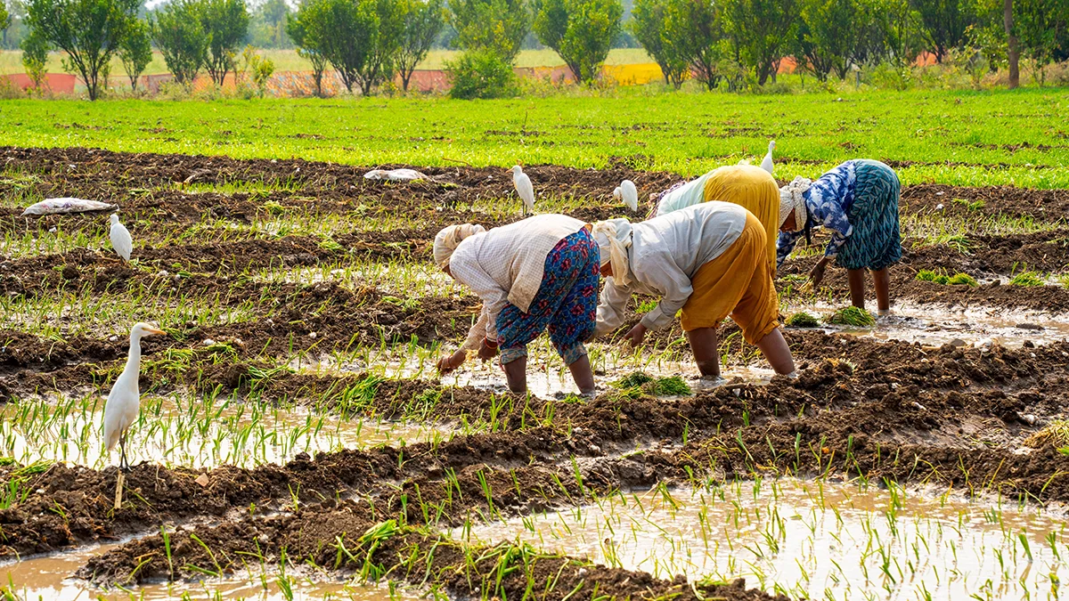 5000 indian women benefit from global parametrics drought insurance in first year