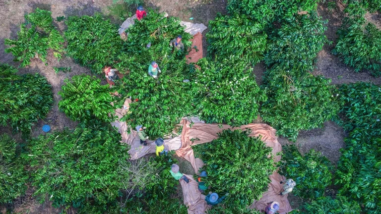 vietnamese-coffee-farmers-receive-first-payout-from-parametric-programme