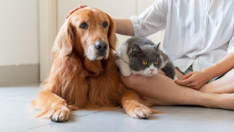 msig-singapore-introduces-new-pet-insurance-product