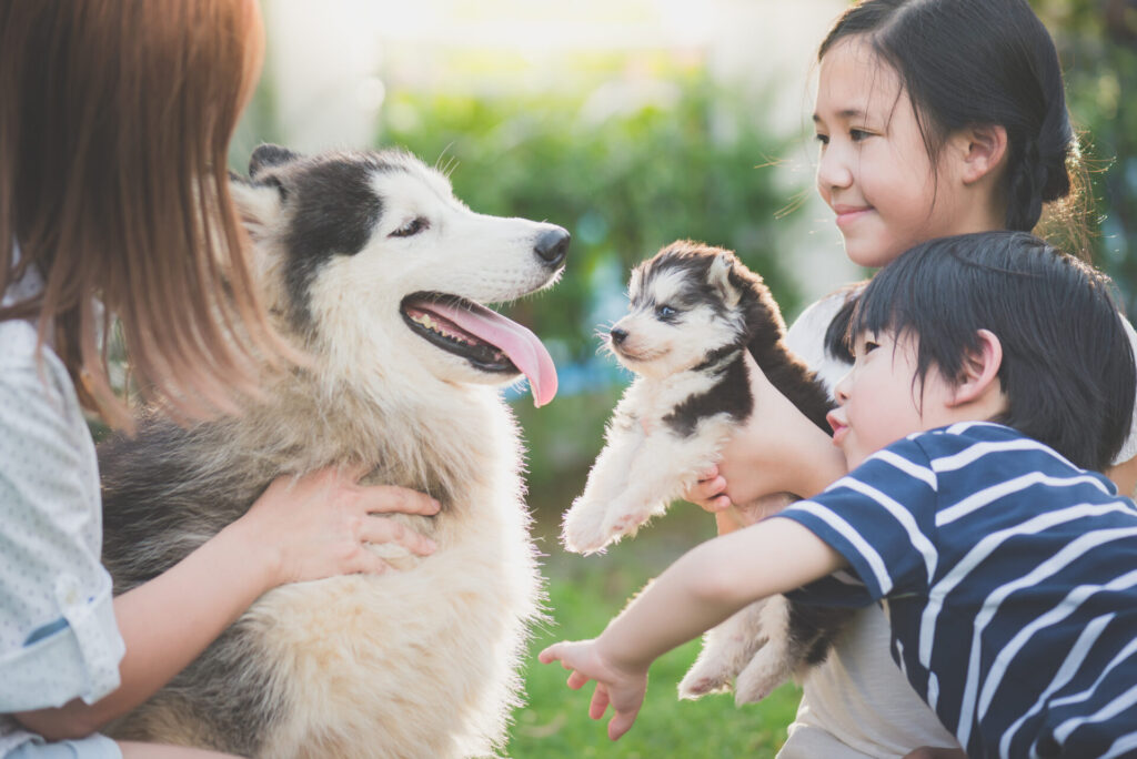 AsianFamilyPlayingWithSiberianHuskyDogTogether