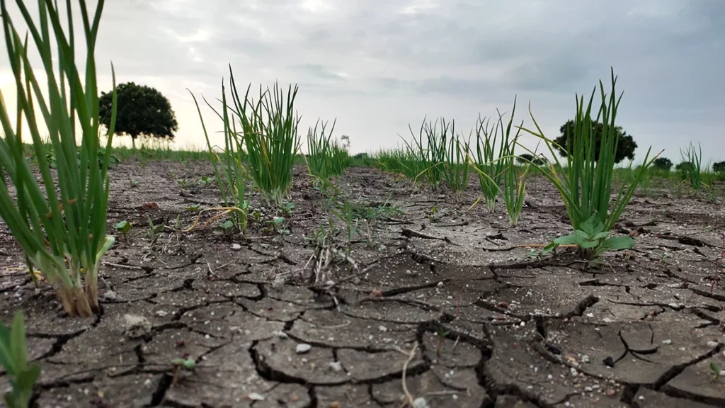 indias-insurance-market-rises-5-in-june-2025-but-crop-insurers-see-sharp-drop