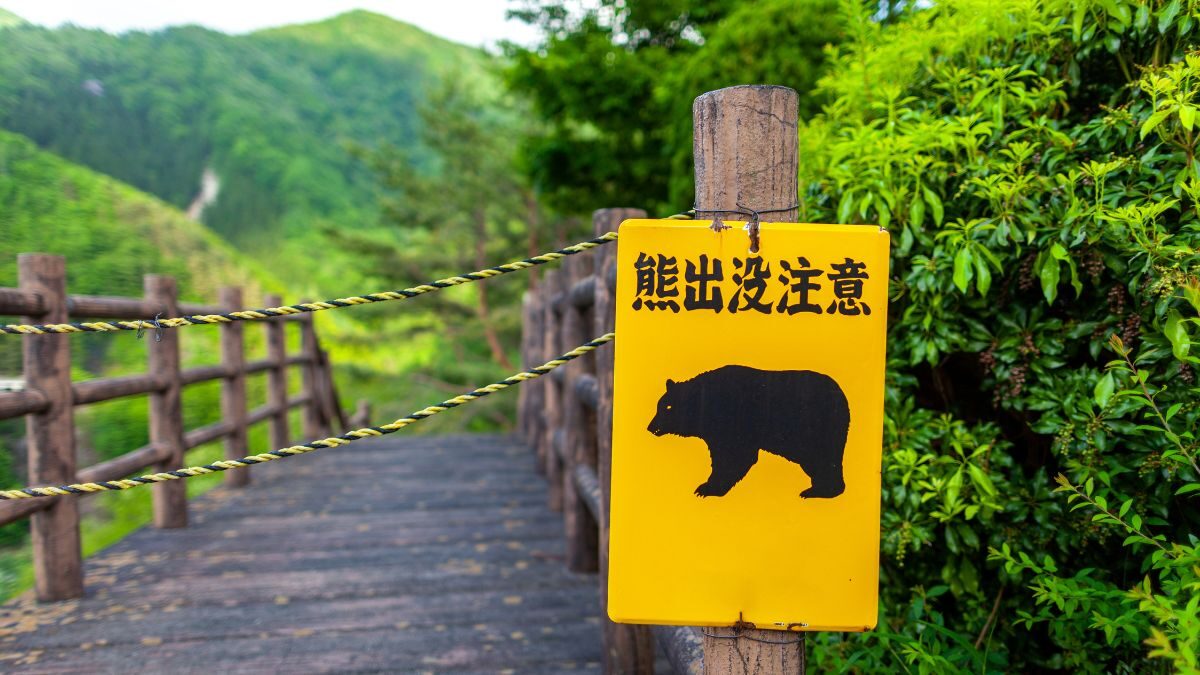Tokio marine to launch insurance for property damage from bear control operations  rein asia