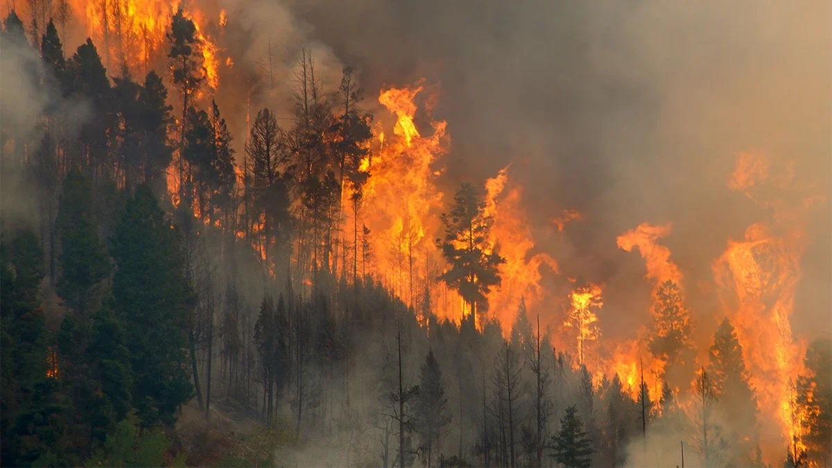 Asia pacific insured losses rise as wildfires cyclones drive shift in risk landscape willis  rein asia