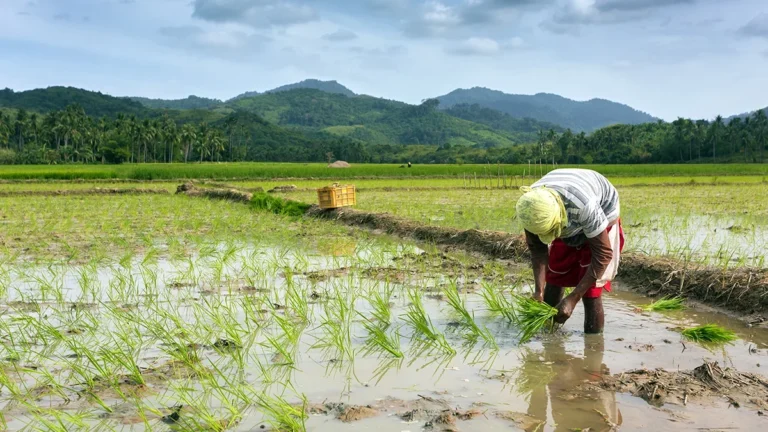 world-bank-philippines-to-launch-us70m-climate-risk-insurance-pool
