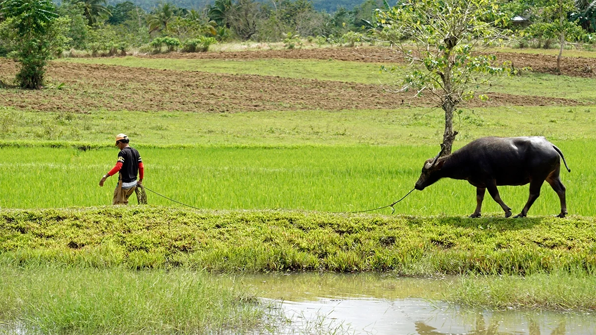 Philippine agriculture chief calls for expanded farmer insurance to shield farmers from climate shocks  rein asia