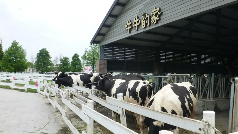 taiwan-to-enforce-cattle-insurance-in-2026-january