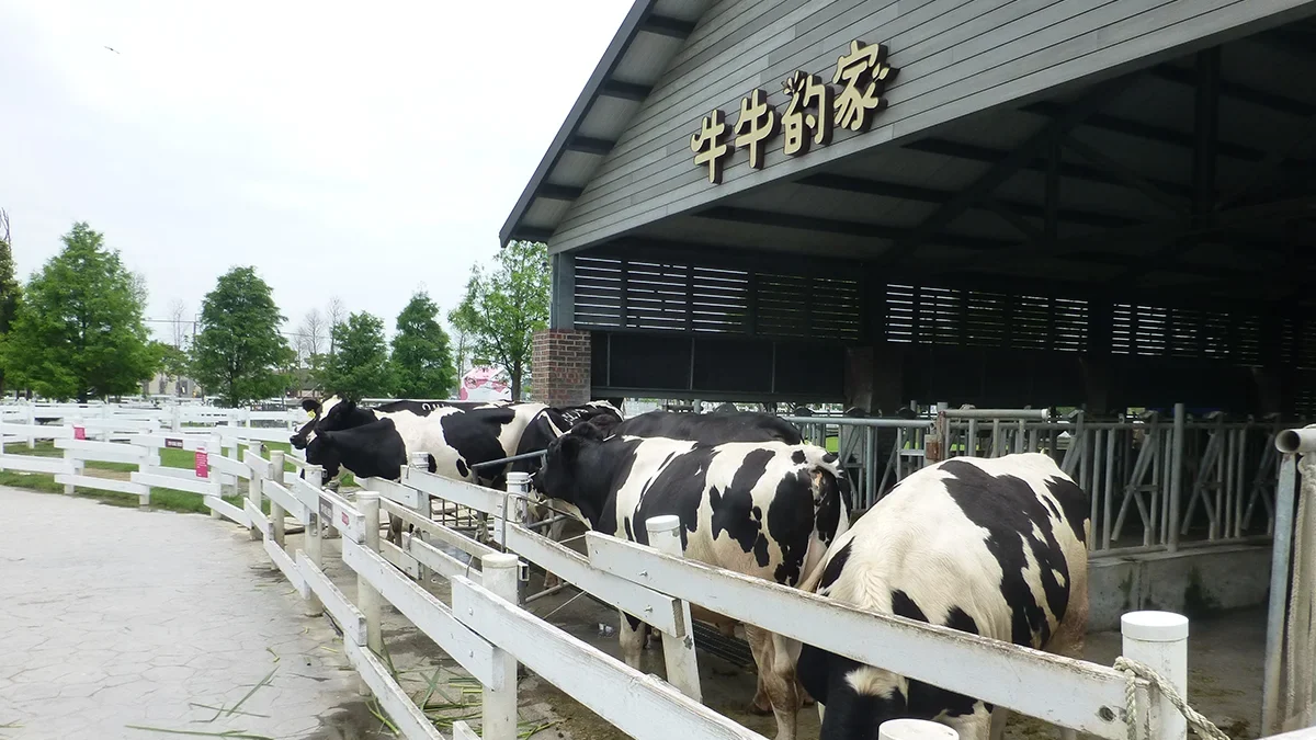Taiwan to introduce mandatory dairy cattle insurance from 1 january 2026  rein asia