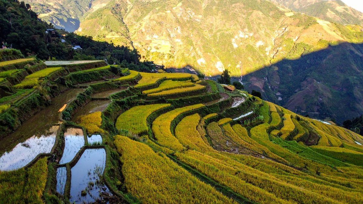 Pcic secures record budget to widen philippines crop insurance in 2026  rein asia