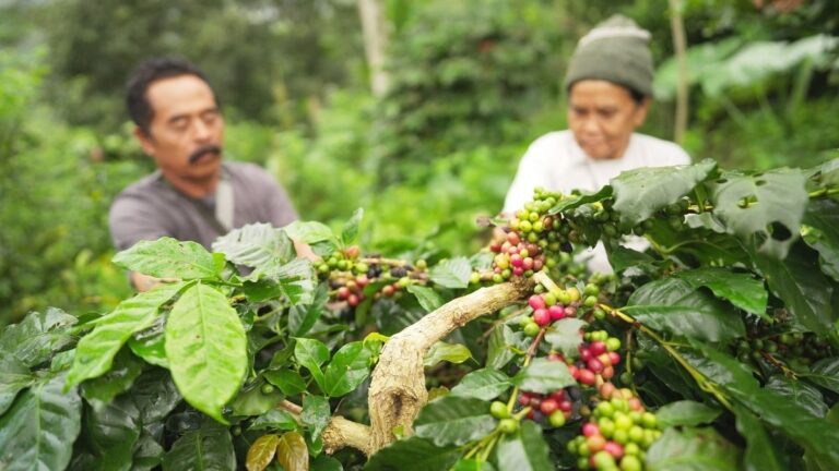 celsiuspro-ecom-to-develop-parametric-insurance-to-boost-indonesian-coffee-farmers-climate-resilience