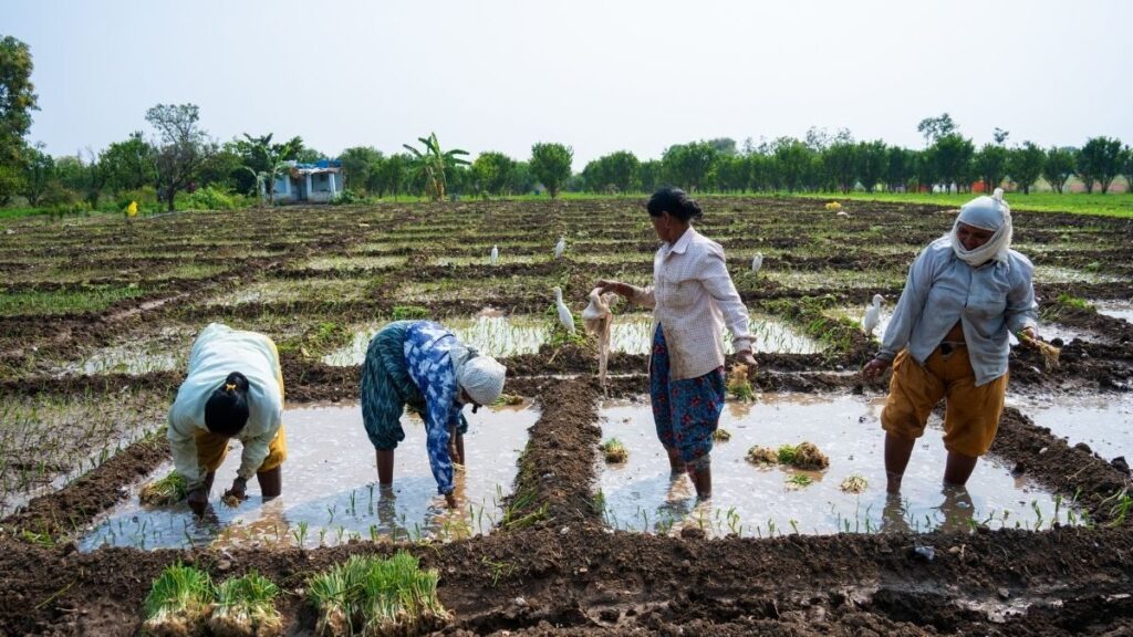 global-parametrics-frontier-markets-launch-parametric-insurance-for-rural-women-farmers-in-india-amid-rabi-cropping-season