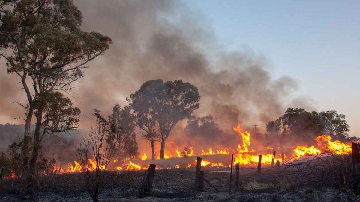 Januarys victoria bushfires to drive hundreds of millions of usd in economic losses  aon  rein asia