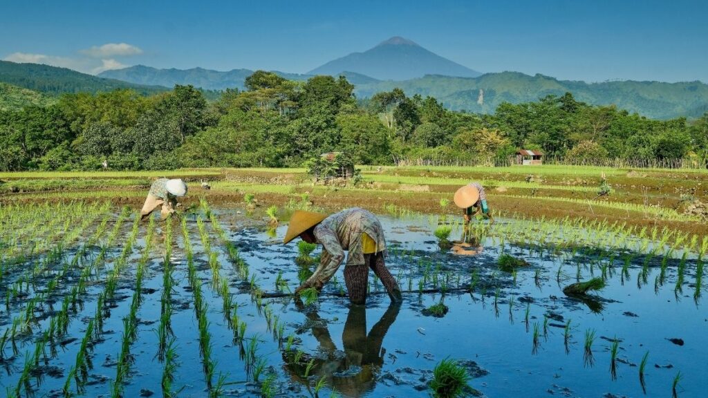 blue-marble-delivers-record-idr2-4bn-parametric-insurance-payout-to-2719-indonesia-farmers