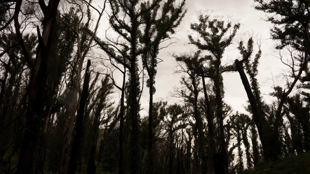 perils-pegs-initial-insurance-loss-from-victoria-bushfires-in-january-at-a786m