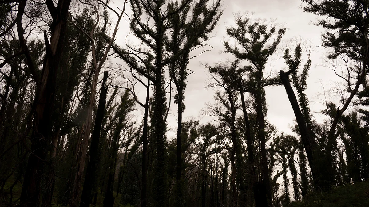 Perils pegs initial insurance loss from januarys victoria bushfires at a6m  rein asia