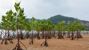 pcic-germany-aid-agency-launch-pilot-mangrove-insurance-in-climate-vulnerable-eastern-visayas