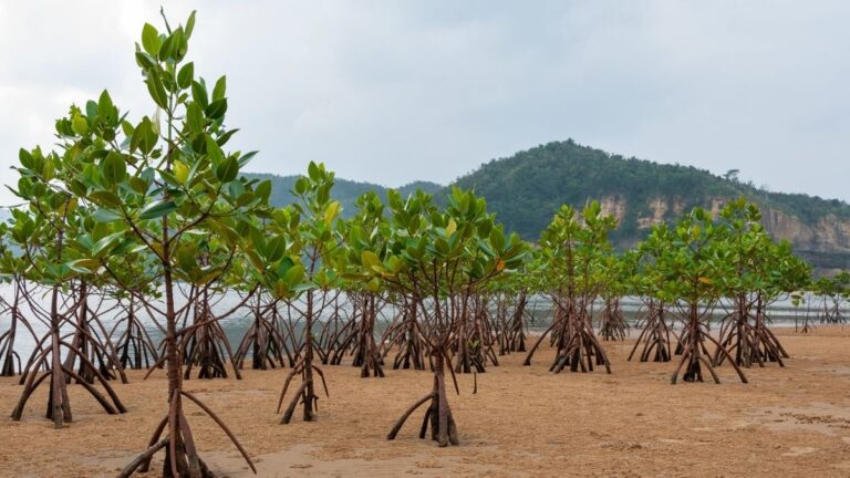 pcic-germany-aid-agency-launch-pilot-mangrove-insurance-in-climate-vulnerable-eastern-visayas