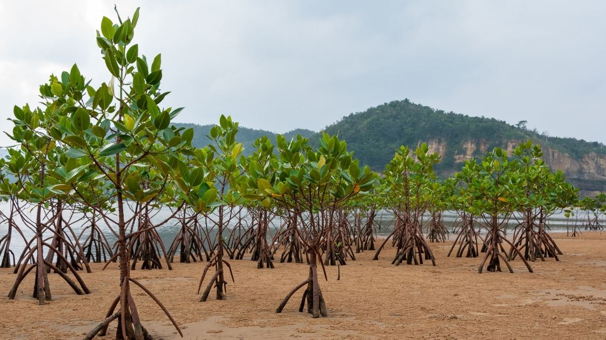 Pcic germany aid agency to pilot mangrove parametric insurance product in the philippines  rein asia