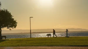 zurich-australia-honey-launch-new-pet-insurance-product