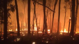 Victorian bushfires insurers log 1386 claims  rein asia