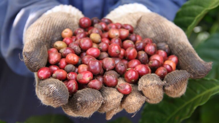 willis-global-parametrics-pay-vietnam-coffee-farmers-after-heavy-rainfall