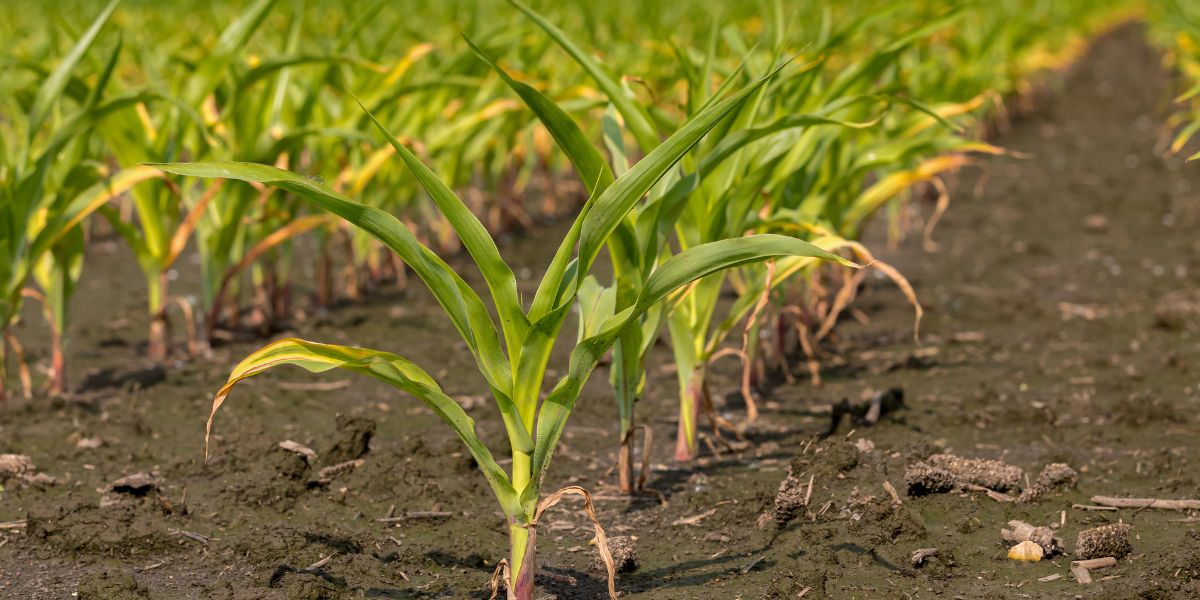 Liberty shifts to direct underwriting model with new australian crop product  rein asia