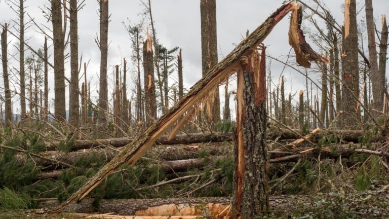 Storm-damaged pine forest with numerous fallen trunks and splintered branches scattered on the ground, gray sky overhead.