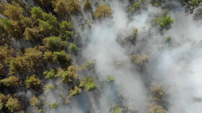 Aerial view of a forest with white smoke rising between the trees in a wildfire.