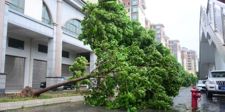 Fallen tree blocking a city street after a typhoon in China, causing disruption.