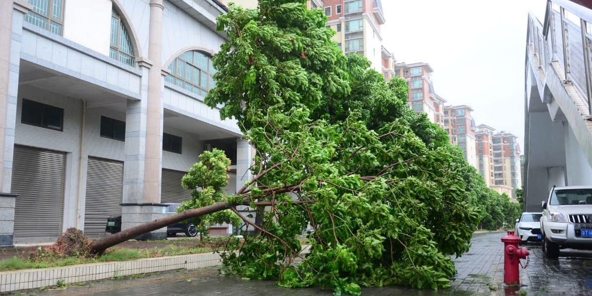 Fallen tree blocking a city street after a typhoon in China, causing disruption.
