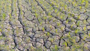 Parched cracked earth with scattered tufts of green grass emerging between the cracks in a drought-affected field