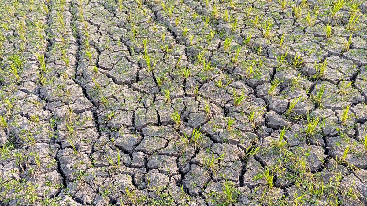Parched cracked earth with scattered tufts of green grass emerging between the cracks in a drought-affected field