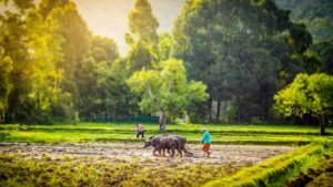 India’s crop insurance enrolment passes last season as West Bengal and Bihar rejoin