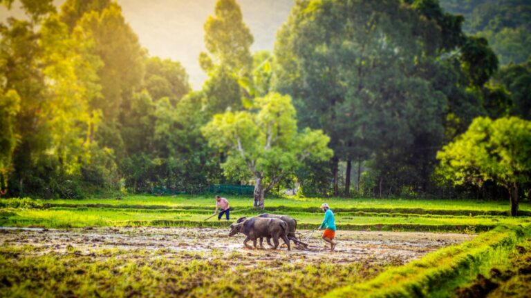 India’s crop insurance enrolment passes last season as West Bengal and Bihar rejoin