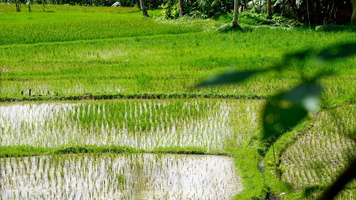 Green rice paddies flooded with water on terraced fields in a rural landscape