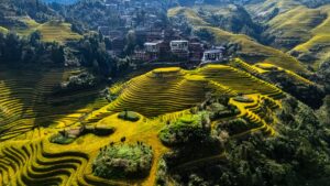 China targets 90% grain crop insurance coverage under 2030 agriculture plan