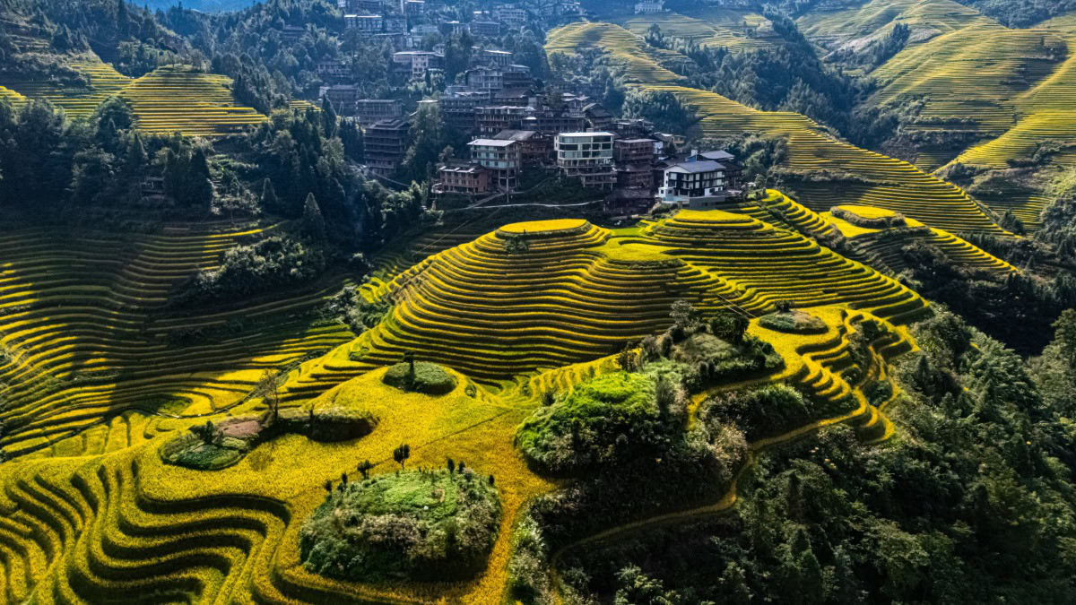 China targets 90% grain crop insurance coverage under 2030 agriculture plan