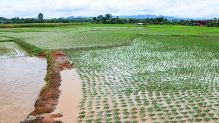 A vast rice paddy field with young plants and water channels.