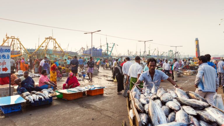 Private insurers to enter India’s aquaculture insurance scheme